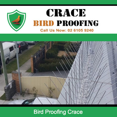 Effective bird proofing spikes protecting property from pest birds in Crace Australian Capital Territory